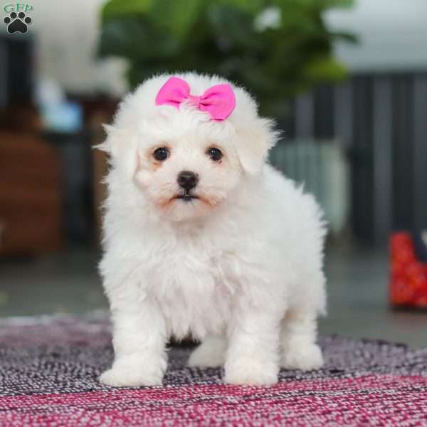 Daffodil, Bichon Frise Puppy